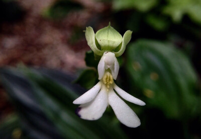 银带虾脊兰 Calanthe argenteo-striata ，虾脊兰属。