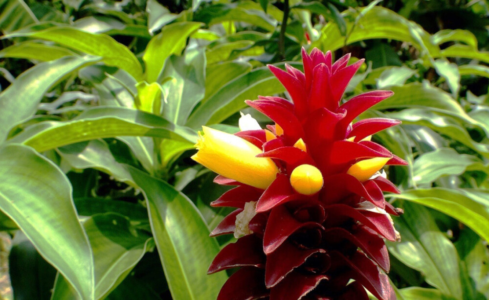 宝塔姜 Costus barbatus ，闭鞘姜科闭鞘姜属。