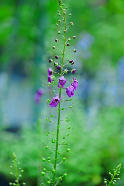 紫毛蕊花 Verbascum phoeniceum ，玄参科毛蕊花属。