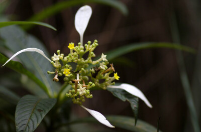 绣球茜草 Dunnia sinensis ，茜草科绣球茜属。和玉叶金花、白纸扇之类的挺像的。