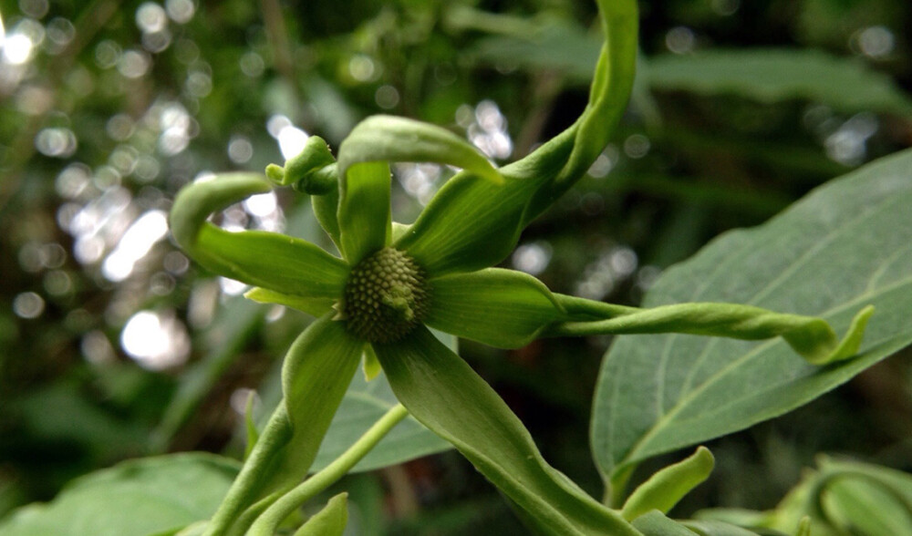 小依兰 Cananga odorata var. fruticosa ，番荔枝科依兰属。