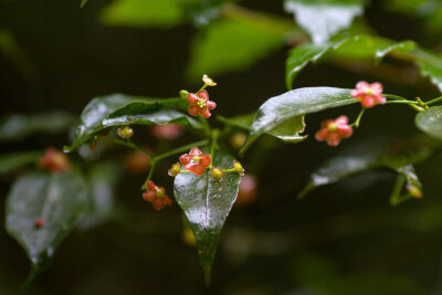 疏花卫矛 Euonymus laxiflorus ，卫矛科卫矛属。