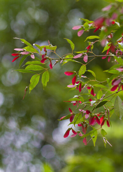 罗浮槭 Acer fabri ，槭树科槭属。