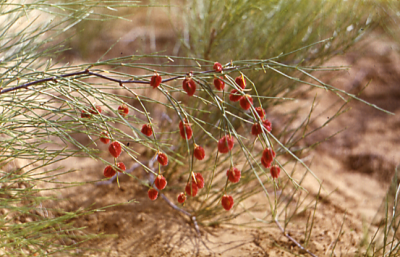 红果沙拐枣 Calligonum rubicundum ，蓼科沙拐枣属。