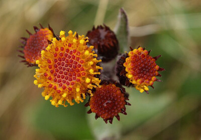 Tephroseris sp. ，菊科狗舌草属。