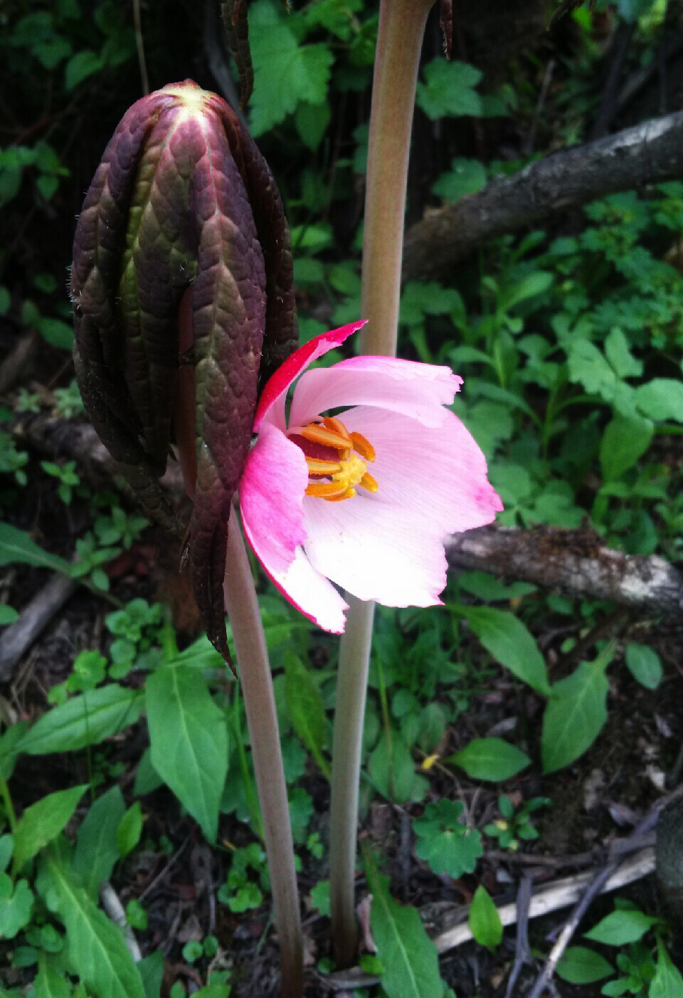 Sinopodophyllum hexandrum 桃儿七，小檗科桃儿七属。