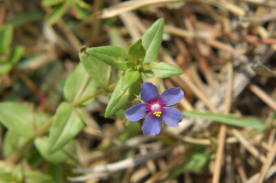 Anagallis arvensis f. coerulea 蓝花琉璃繁缕，报春花科琉璃繁缕属。