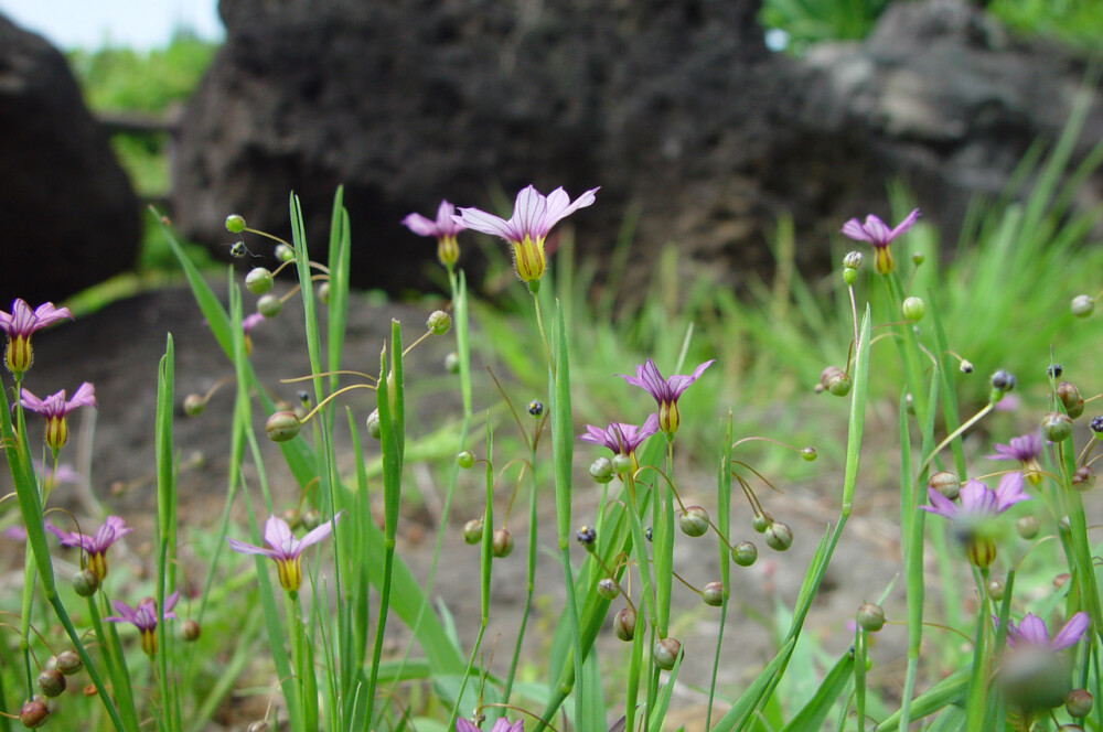 Sisyrinchium angustifolium 狭叶庭菖蒲，庭菖蒲属。