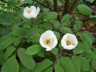 白花草芍药 Paeonia obovata var. alba ，芍药科芍药属。