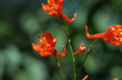 猩红翠雀 Delphinium cardinale ，毛茛科翠雀属。