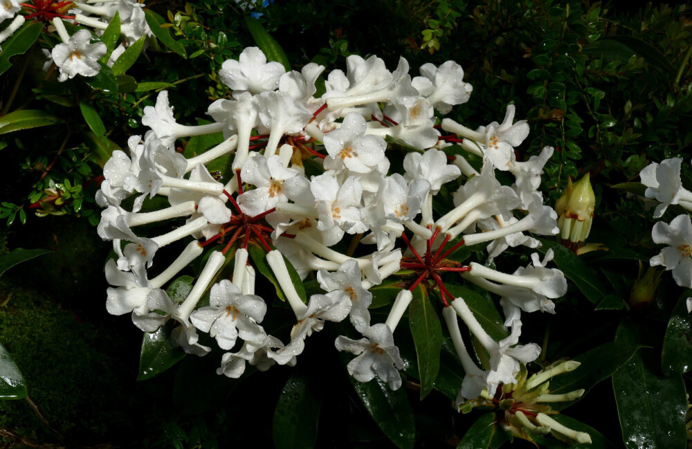 Rhododendron lambianum ，杜鹃花科杜鹃属。