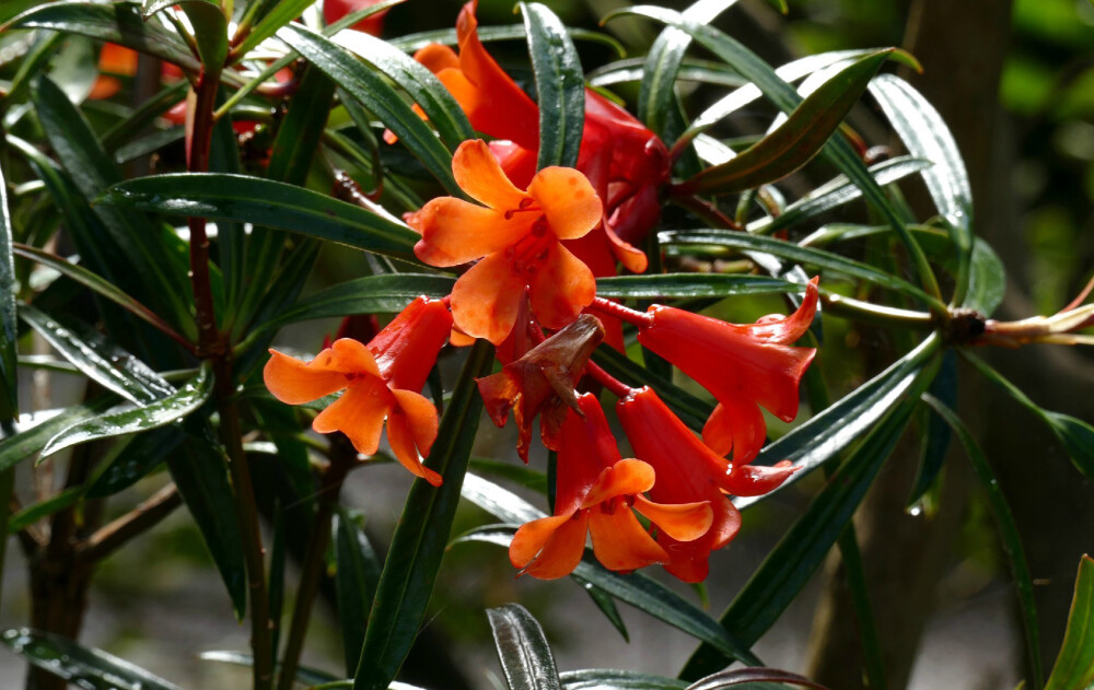 Rhododendron nervulosum ，杜鹃花科杜鹃属。