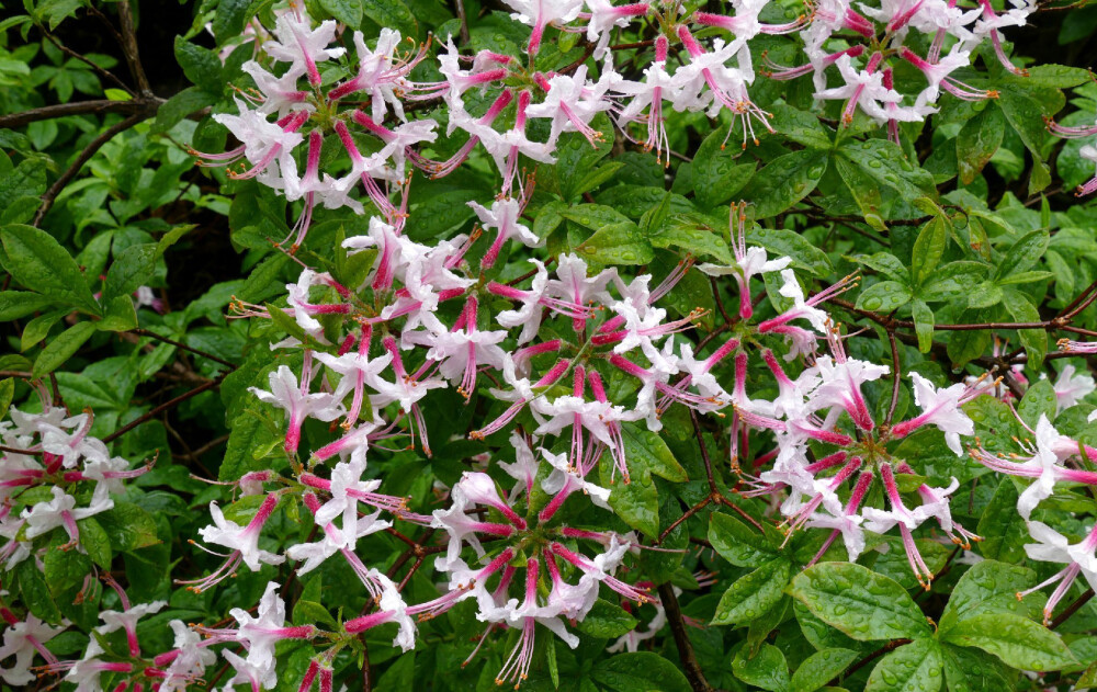 Rhododendron periclymenoides ，杜鹃花科杜鹃属。