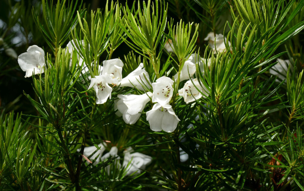 Rhododendron taxifolium ，杜鹃花科杜鹃属。