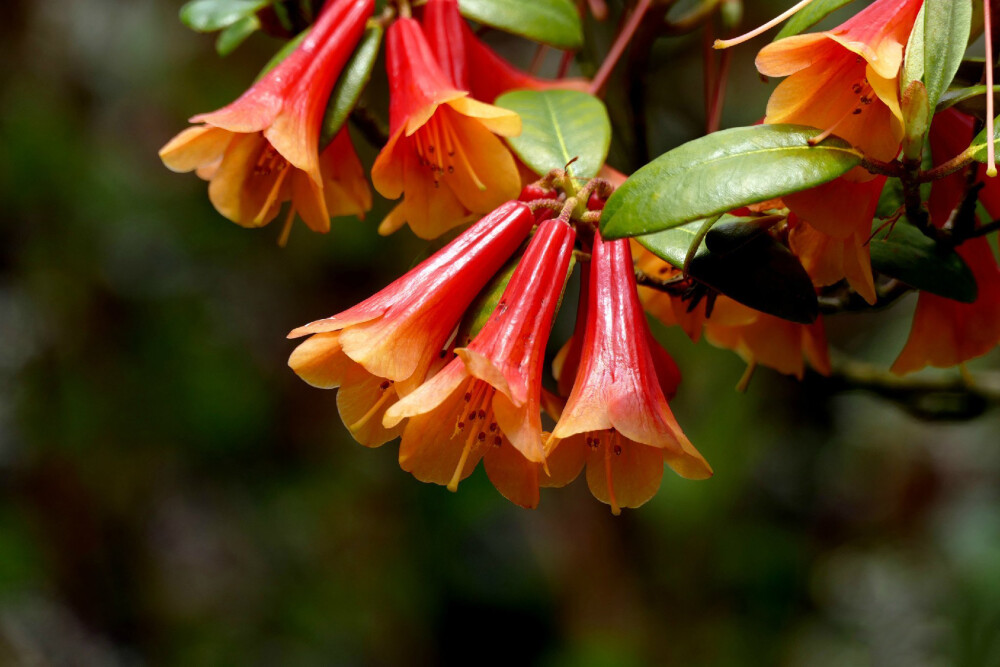 朱砂杜鹃 Rhododendron cinnabarinum ，杜鹃花科杜鹃属。