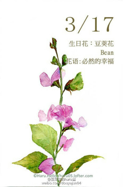 豆荚花