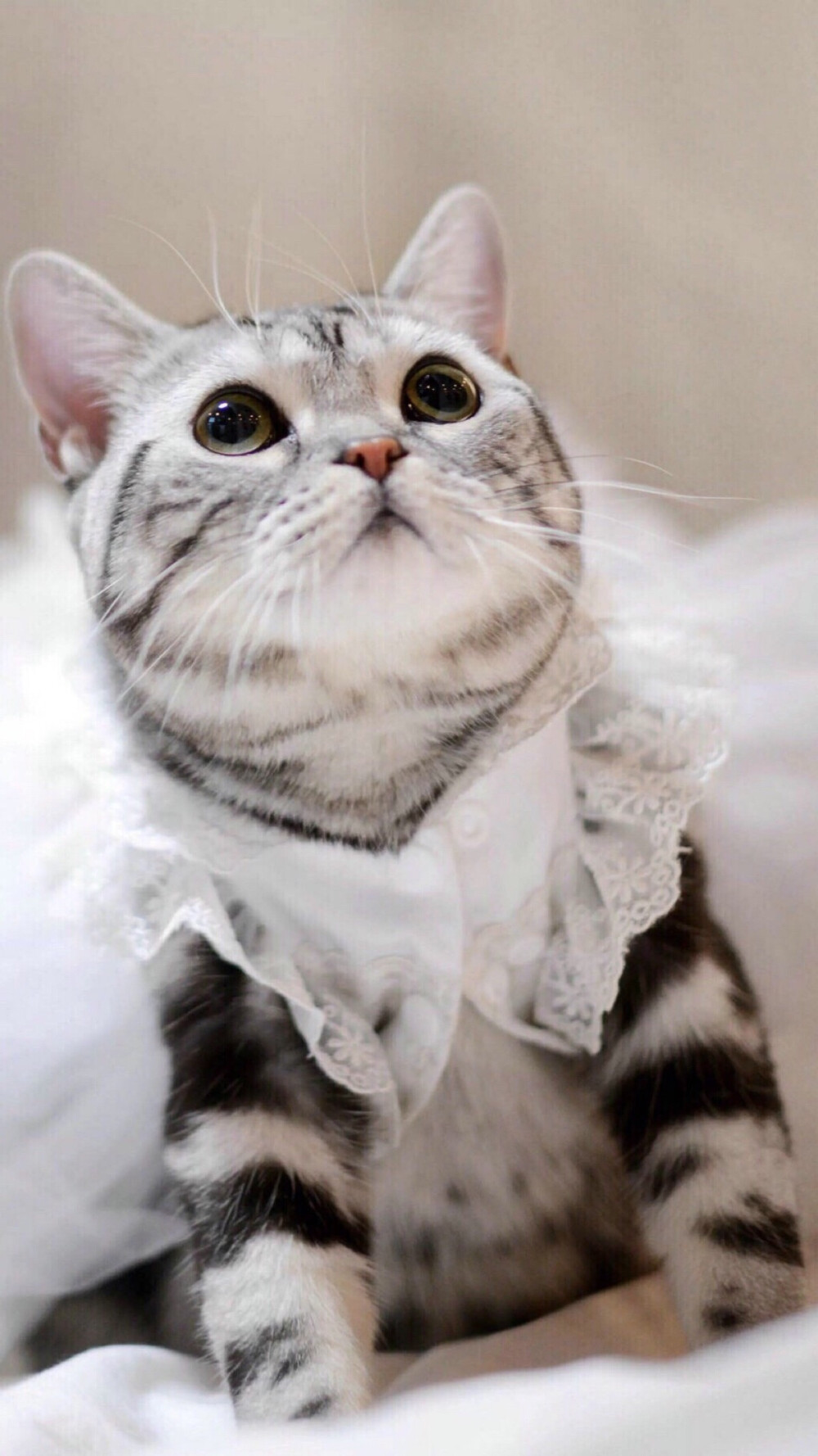 献上一只蠢萌的小公举喵星人猫