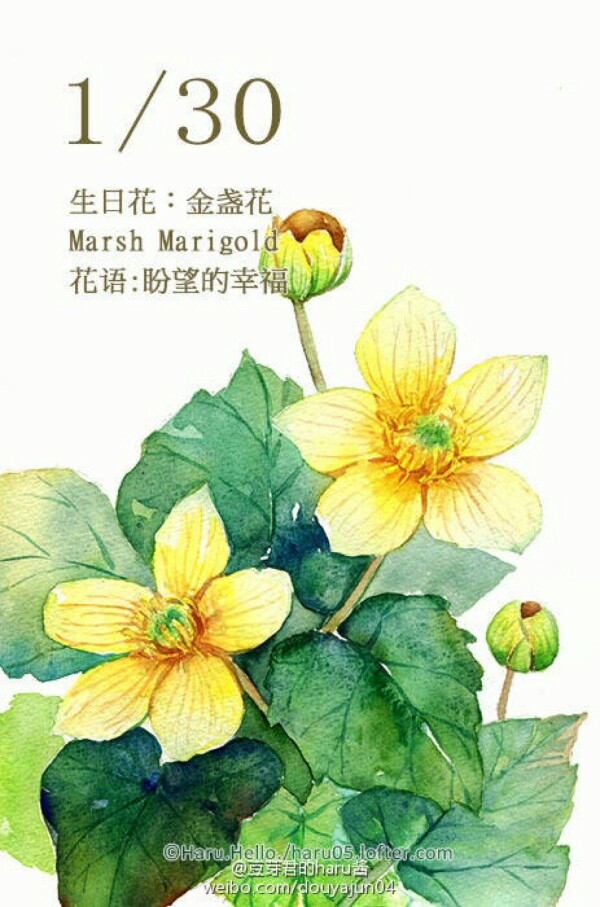 金盏花