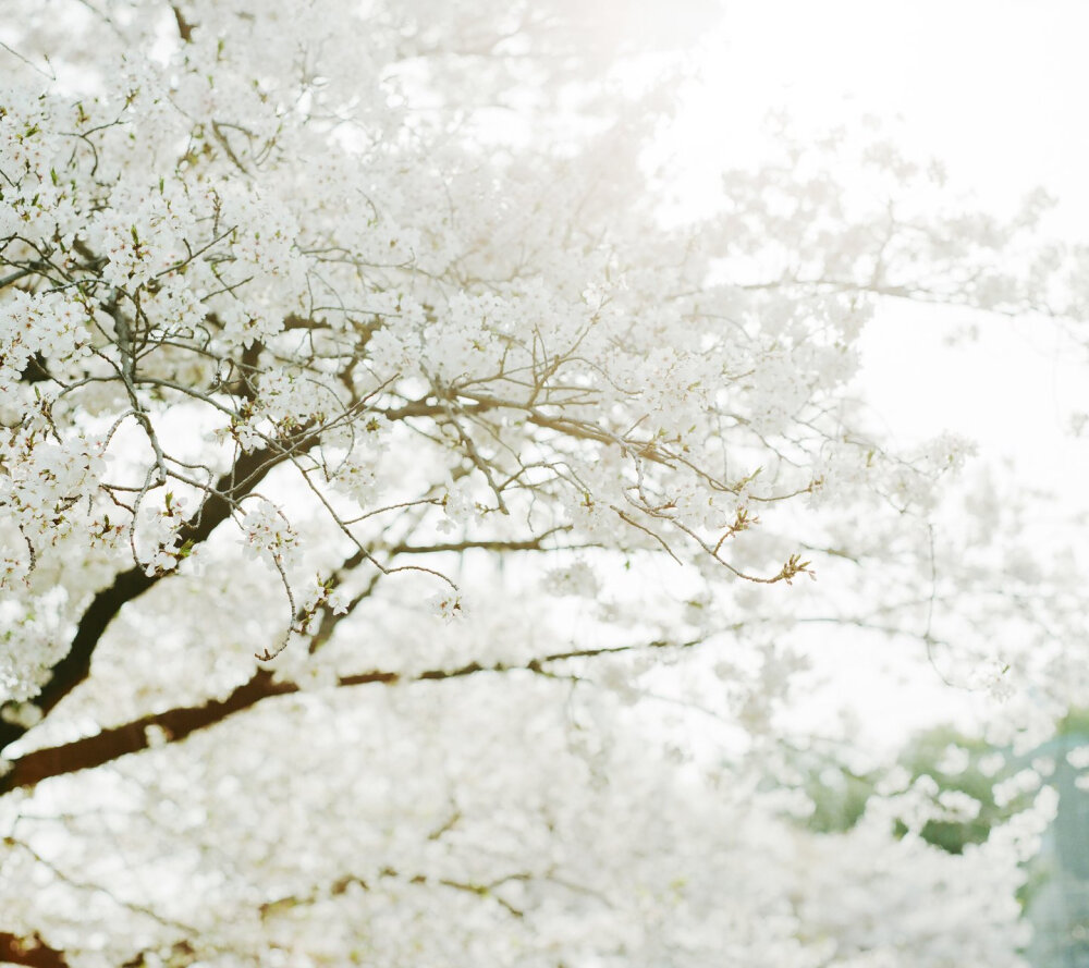 待落花时节，我陪你赏樱花如雪