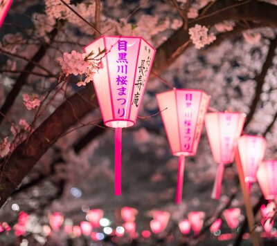 待落花时节，我陪你赏樱花如雪