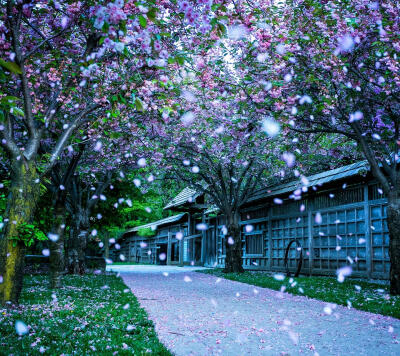 待落花时节，我陪你赏樱花如雪