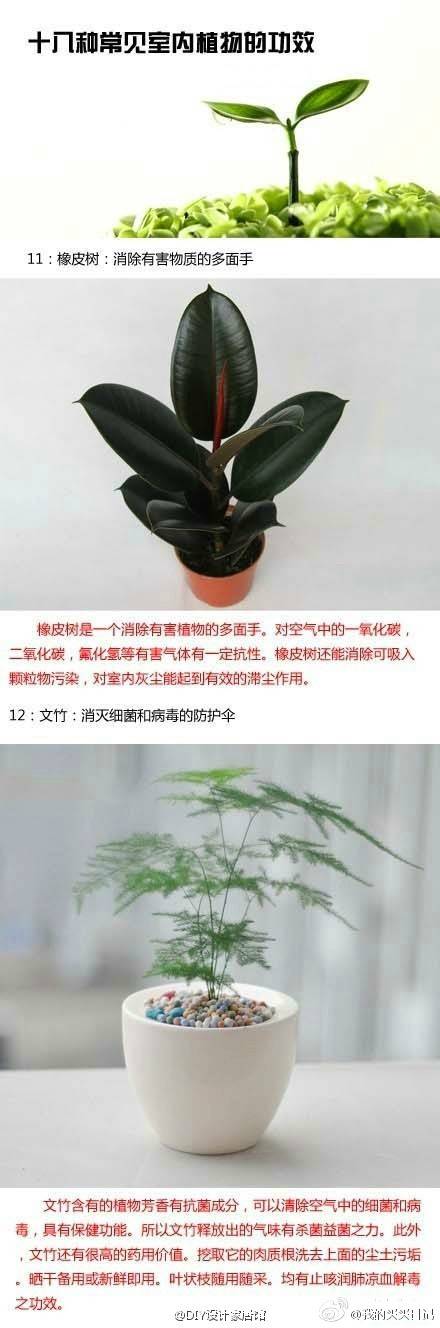 植物的作用