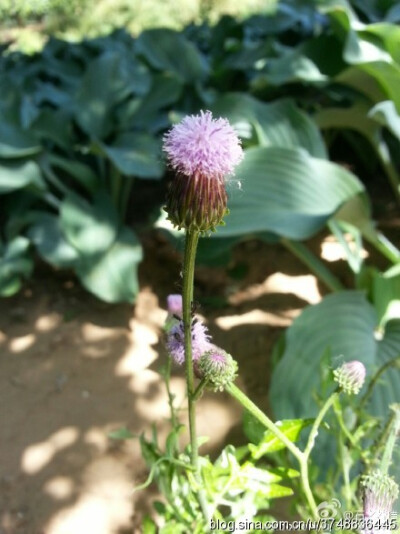 【石之若璞-花事-夏日觅花影】中文学名：泥胡菜~ 拉丁学名：Hemistepta lyrata (Bunge) Bunge~ 别 称：猪兜菜、苦马菜、剪刀草、石灰菜、绒球、花苦荬菜、苦郎头~ 菊科 Compositae-管状花亚科CARDUOIDEAE KITAM.-菜…