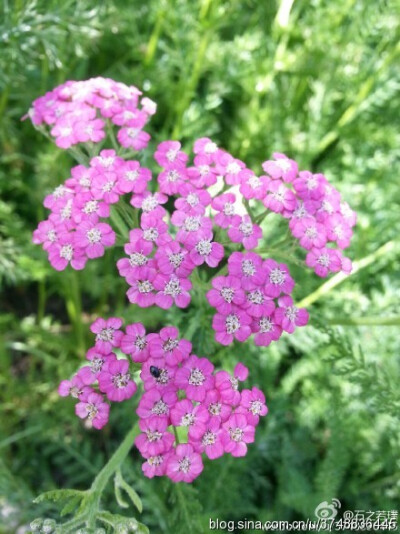 【石之若璞-花事-夏日觅花影】中文学名：蓍草~ 拉丁学名：Achillea sibirca~ 别 名：一支蒿、蜈蚣草、蜈蚣蒿、飞天蜈蚣、锯草~ 地 区：东亚、西伯利亚及日本~ 科 属：菊科-蓍草属~