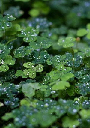 三叶草-雨中