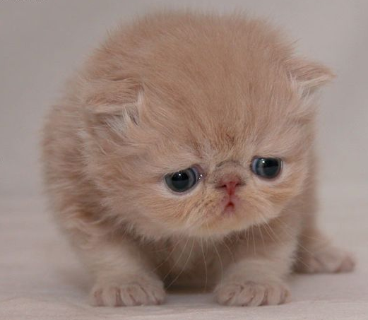 苏格兰折耳猫(Scottish Fold)是猫的一种在耳朵有基因突变的猫种。由于这猫种最初在苏格兰发现，所以以它的发现地和身体特征而命名。这种猫在软骨部份有一个折，使耳朵向前屈折，并指向头的前方。也正因如此，这种猫患有先天患有骨科疾病，时常用坐立的姿势来缓解痛苦。 它乐意与人为伴，并用它特有的这种安宁的方式来表达。