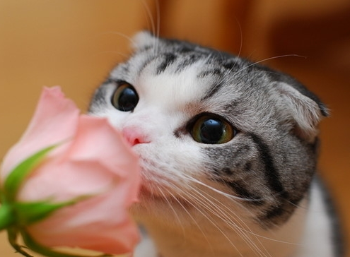 苏格兰折耳猫(Scottish Fold)是猫的一种在耳朵有基因突变的猫种。由于这猫种最初在苏格兰发现，所以以它的发现地和身体特征而命名。这种猫在软骨部份有一个折，使耳朵向前屈折，并指向头的前方。也正因如此，这种猫患有先天患有骨科疾病，时常用坐立的姿势来缓解痛苦。 它乐意与人为伴，并用它特有的这种安宁的方式来表达。