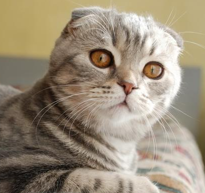 苏格兰折耳猫(Scottish Fold)是猫的一种在耳朵有基因突变的猫种。由于这猫种最初在苏格兰发现，所以以它的发现地和身体特征而命名。这种猫在软骨部份有一个折，使耳朵向前屈折，并指向头的前方。也正因如此，这种猫患有先天患有骨科疾病，时常用坐立的姿势来缓解痛苦。 它乐意与人为伴，并用它特有的这种安宁的方式来表达。