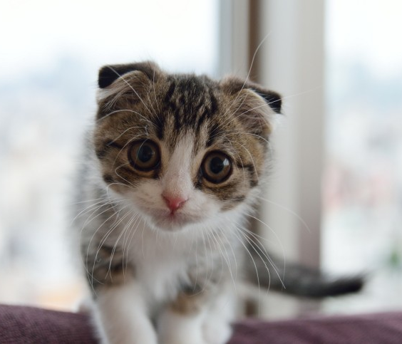 苏格兰折耳猫(Scottish Fold)是猫的一种在耳朵有基因突变的猫种。由于这猫种最初在苏格兰发现，所以以它的发现地和身体特征而命名。这种猫在软骨部份有一个折，使耳朵向前屈折，并指向头的前方。也正因如此，这种猫患有先天患有骨科疾病，时常用坐立的姿势来缓解痛苦。 它乐意与人为伴，并用它特有的这种安宁的方式来表达。