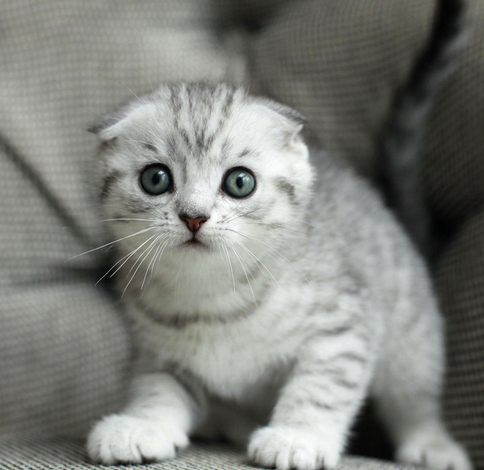 苏格兰折耳猫(Scottish Fold)是猫的一种在耳朵有基因突变的猫种。由于这猫种最初在苏格兰发现，所以以它的发现地和身体特征而命名。这种猫在软骨部份有一个折，使耳朵向前屈折，并指向头的前方。也正因如此，这种猫患有先天患有骨科疾病，时常用坐立的姿势来缓解痛苦。 它乐意与人为伴，并用它特有的这种安宁的方式来表达