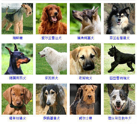 【狗狗品种】挖槽，狗狗竟然也有这么多种！… - 高清图片，堆糖，美图壁纸兴趣社区