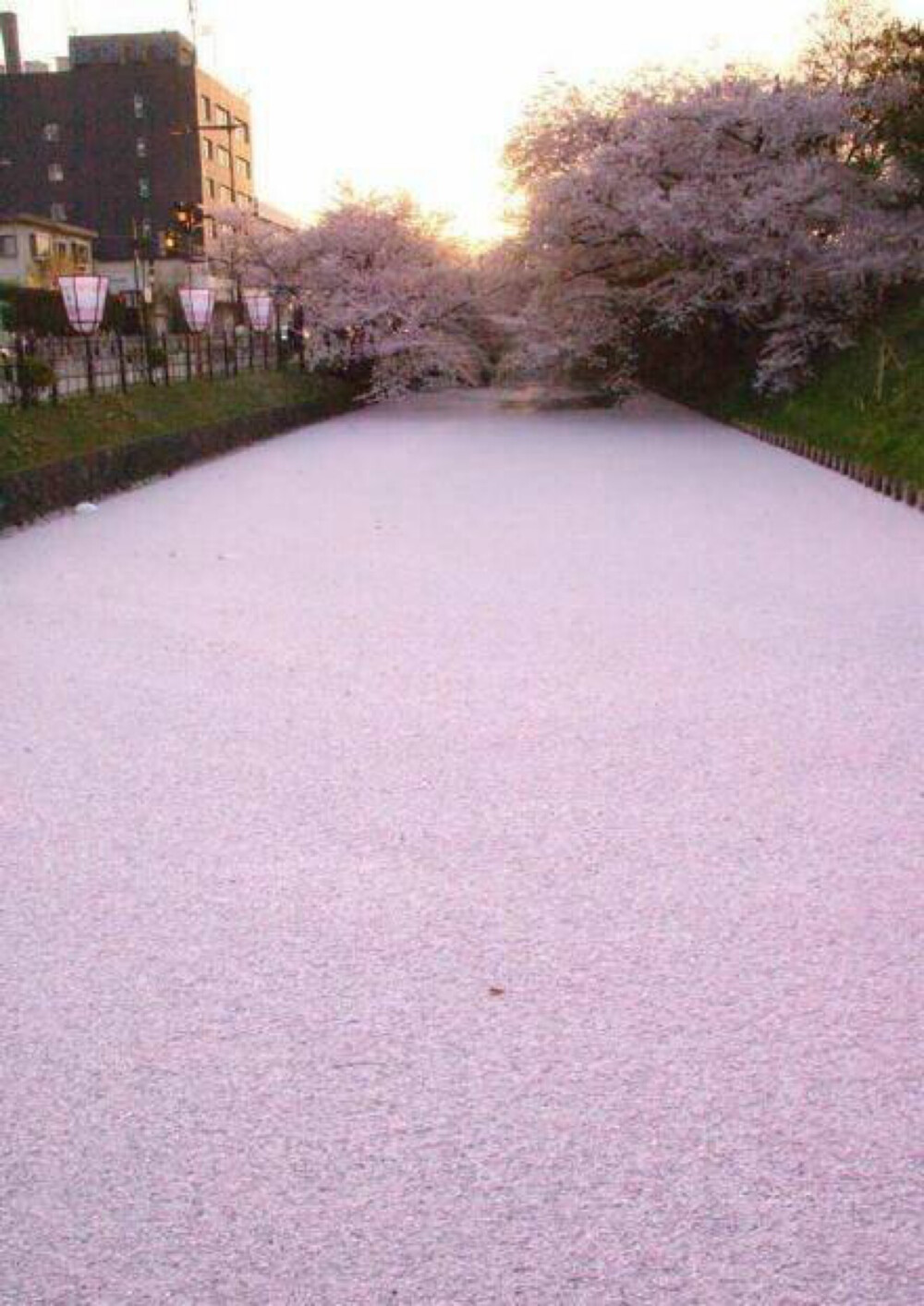 日本樱花湖