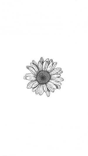 雏菊