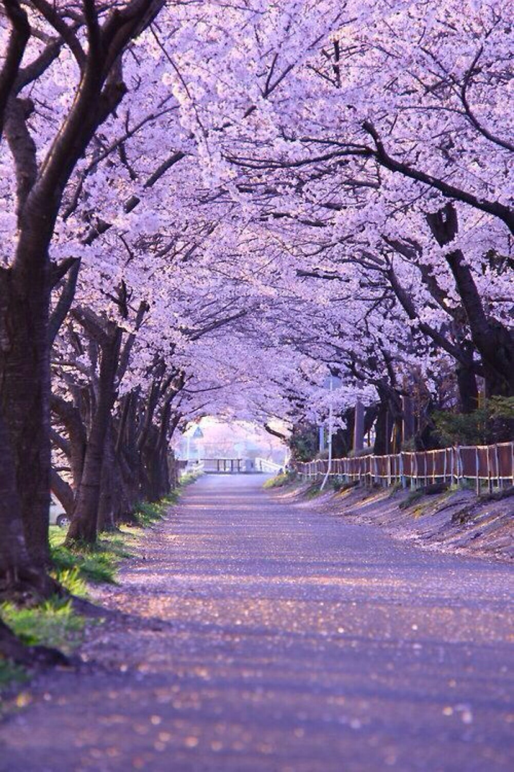 花树下