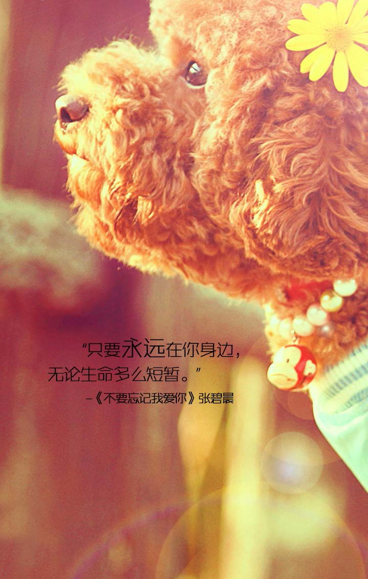 不要忘记我爱你