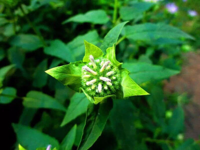 美国薄荷是直立一年生草本植物。 茎锐四稜形，内部中空。 具条纹，近无毛， 仅在节上或上部沿稜上被长柔毛，毛易脱落。