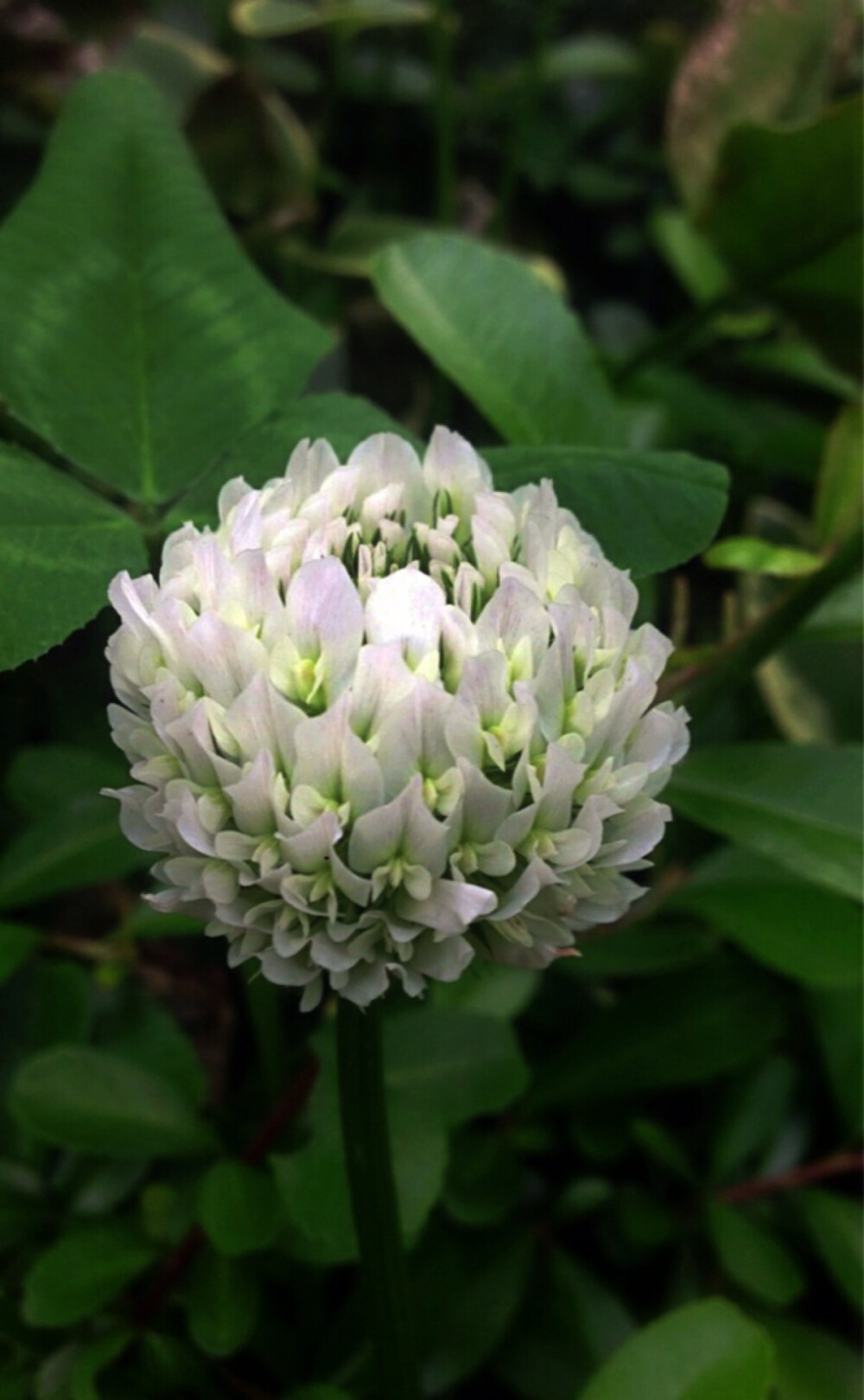 白车轴草（Trifolium repens L）又名白三叶… - 高清图片，堆糖，美图壁纸兴趣社区