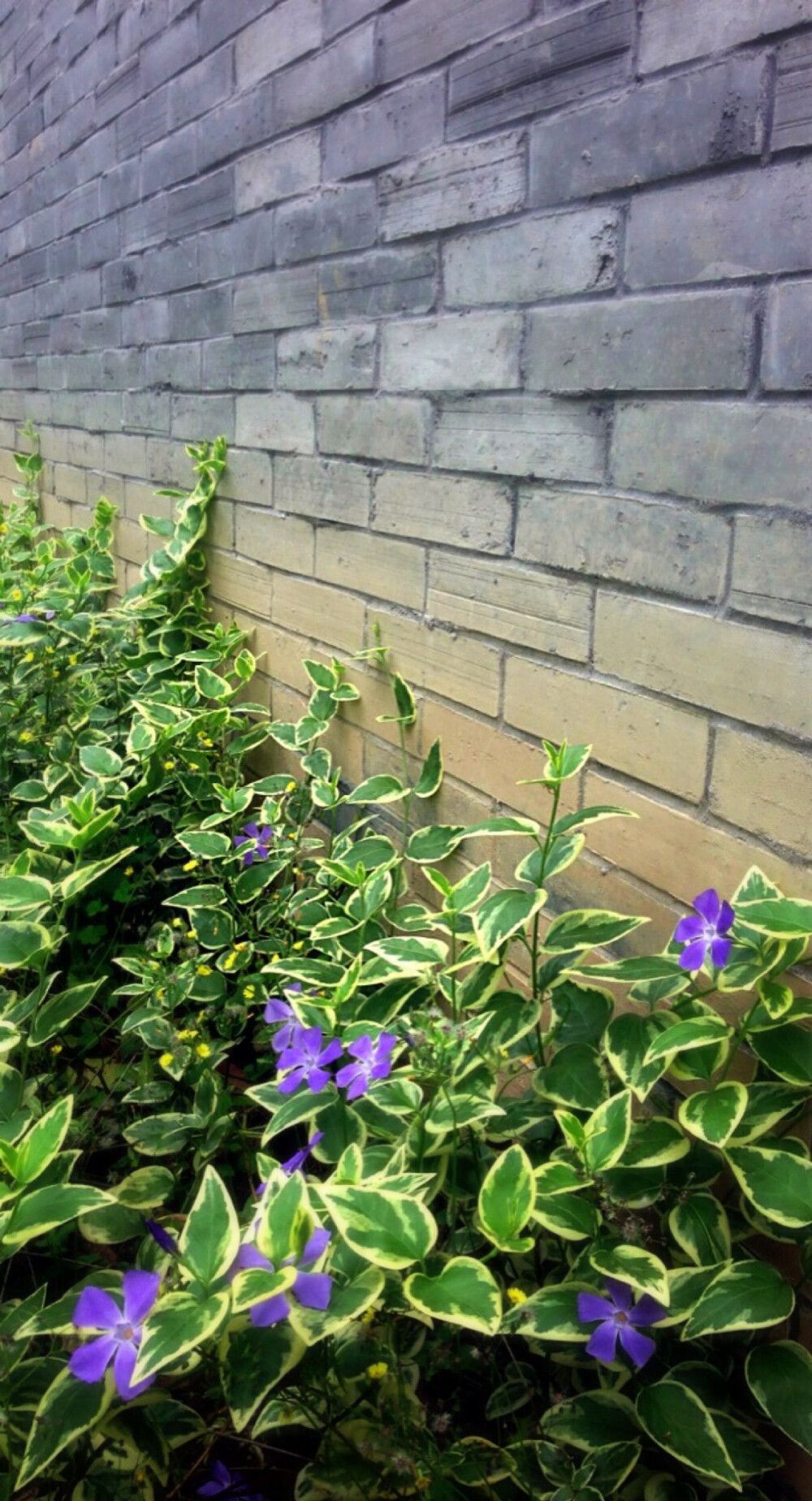 【 花 谱 〜 花 叶 蔓 长 春 花 】 （学名：Vinca major var. variegata）为夹竹桃科蔓长春花属蔓长春花的变种。别称：对叶常春藤，花叶常春藤，爬藤黄杨，花叶长春蔓。 花语：愉快的回忆、青春永驻、坚贞。相传如果男生或者女生看到在平常没有人注意的地方出了长春花的叶子，就会萌发爱情。