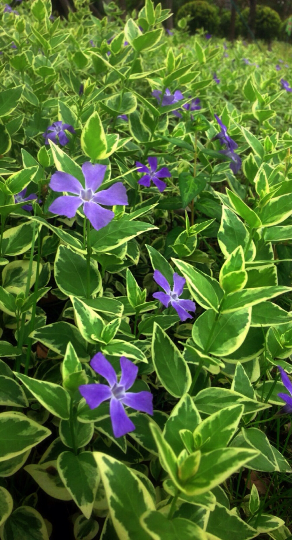 【 花 谱 〜 花 叶 蔓 长 春 花 】 （学名：Vinca major var. variegata）为夹竹桃科蔓长春花属蔓长春花的变种。别称：对叶常春藤，花叶常春藤，爬藤黄杨，花叶长春蔓。 花语：愉快的回忆、青春永驻、坚贞。相传如果男生或者女生看到在平常没有人注意的地方出了长春花的叶子，就会萌发爱情。