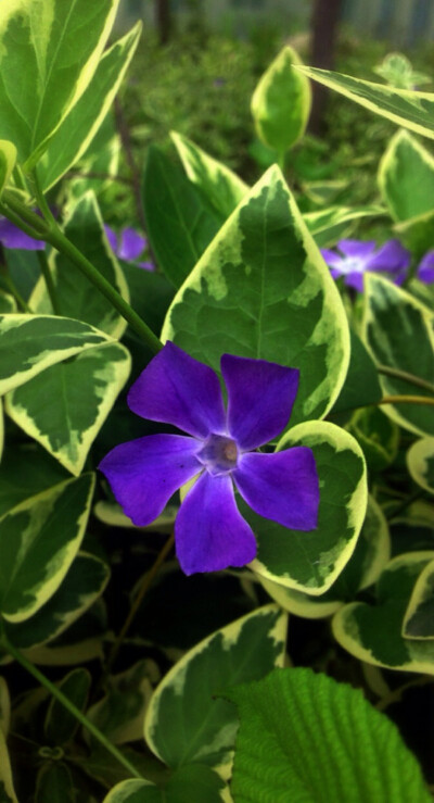 【 花 谱 〜 花 叶 蔓 长 春 花 】 （学名：Vinca major var. variegata）为夹竹桃科蔓长春花属蔓长春花的变种。别称：对叶常春藤，花叶常春藤，爬藤黄杨，花叶长春蔓。 花语：愉快的回忆、青春永驻、坚贞。相传如果…