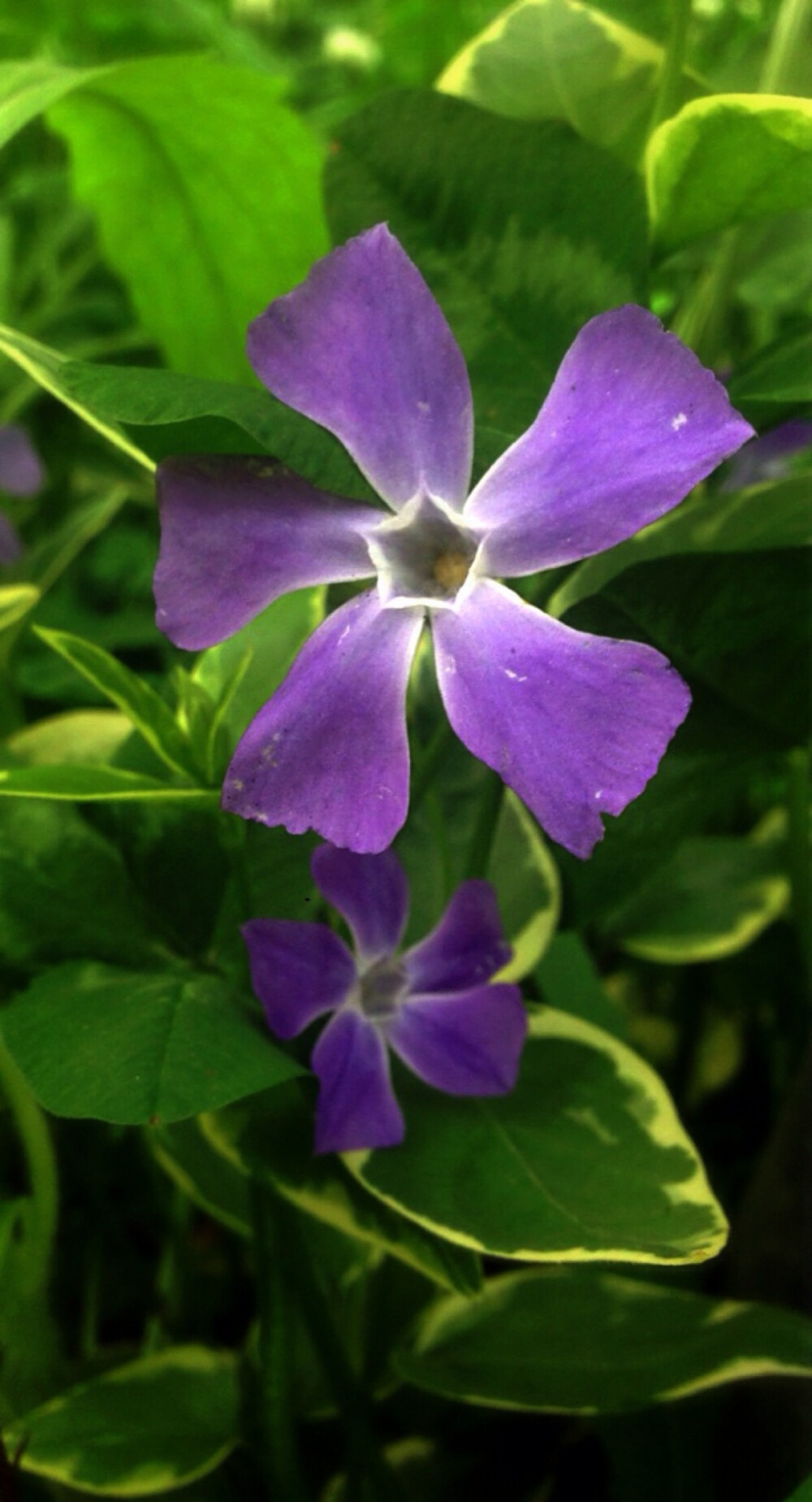 【 花 谱 〜 花 叶 蔓 长 春 花 】 （学名：Vinca major var. variegata）为夹竹桃科蔓长春花属蔓长春花的变种。别称：对叶常春藤，花叶常春藤，爬藤黄杨，花叶长春蔓。 花语：愉快的回忆、青春永驻、坚贞。相传如果男生或者女生看到在平常没有人注意的地方出了长春花的叶子，就会萌发爱情。