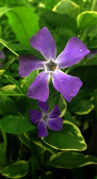 【 花 谱 〜 花 叶 蔓 长 春 花 】 （学名：Vinca major var. variegata）为夹竹桃科蔓长春花属蔓长春花的变种。别称：对叶常春藤，花叶常春藤，爬藤黄杨，花叶长春蔓。 花语：愉快的回忆、青春永驻、坚贞。相传如果…