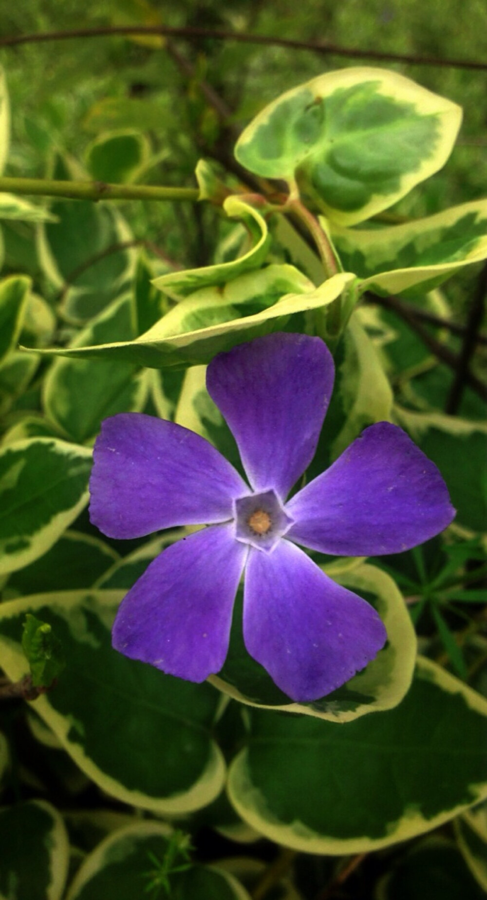 【 花 谱 〜 花 叶 蔓 长 春 花 】 （学名：Vinca major var. variegata）为夹竹桃科蔓长春花属蔓长春花的变种。别称：对叶常春藤，花叶常春藤，爬藤黄杨，花叶长春蔓。 花语：愉快的回忆、青春永驻、坚贞。相传如果男生或者女生看到在平常没有人注意的地方出了长春花的叶子，就会萌发爱情。