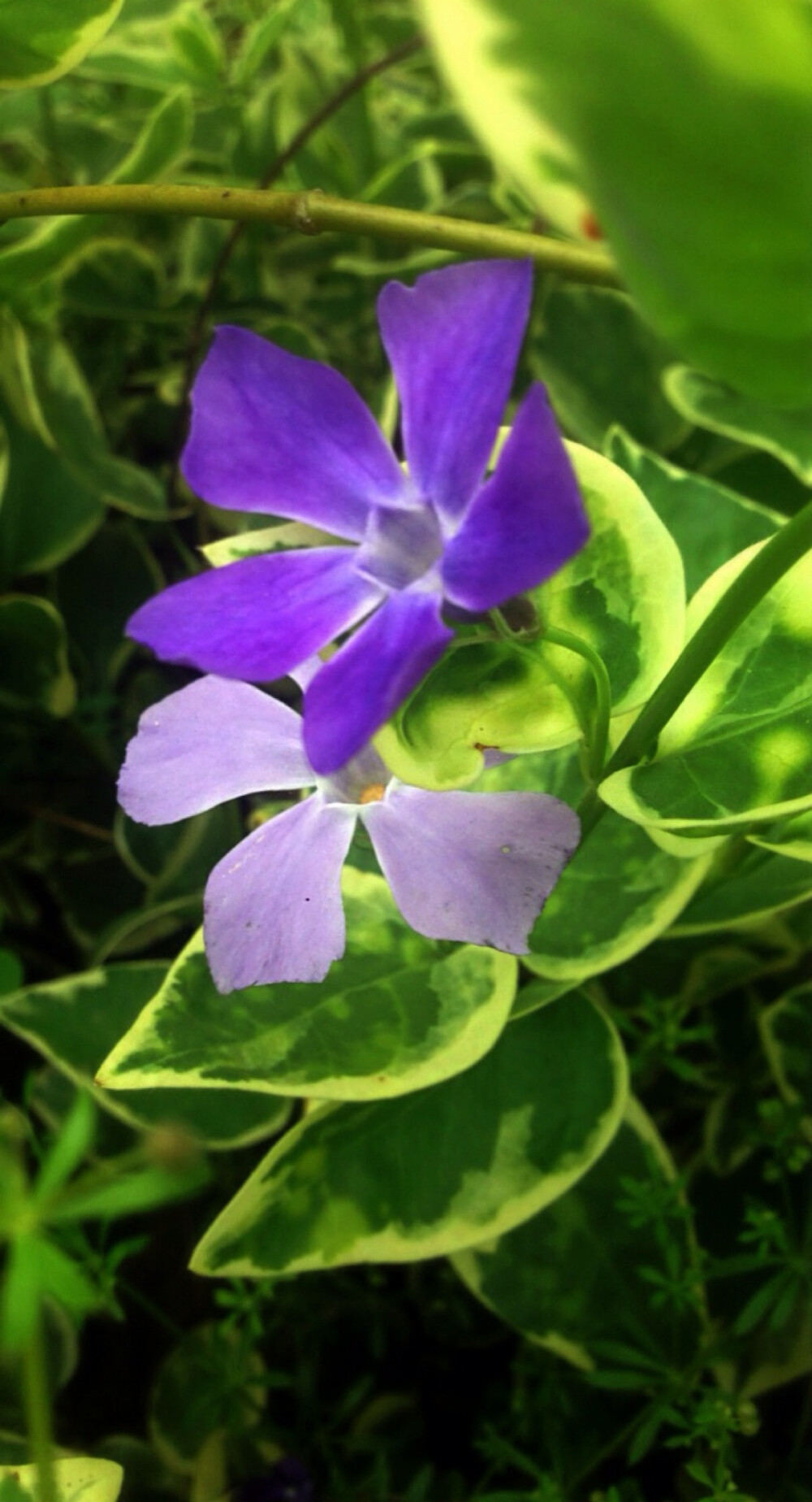 【 花 谱 〜 花 叶 蔓 长 春 花 】 （学名：Vinca major var. variegata）为夹竹桃科蔓长春花属蔓长春花的变种。别称：对叶常春藤，花叶常春藤，爬藤黄杨，花叶长春蔓。 花语：愉快的回忆、青春永驻、坚贞。相传如果男生或者女生看到在平常没有人注意的地方出了长春花的叶子，就会萌发爱情。