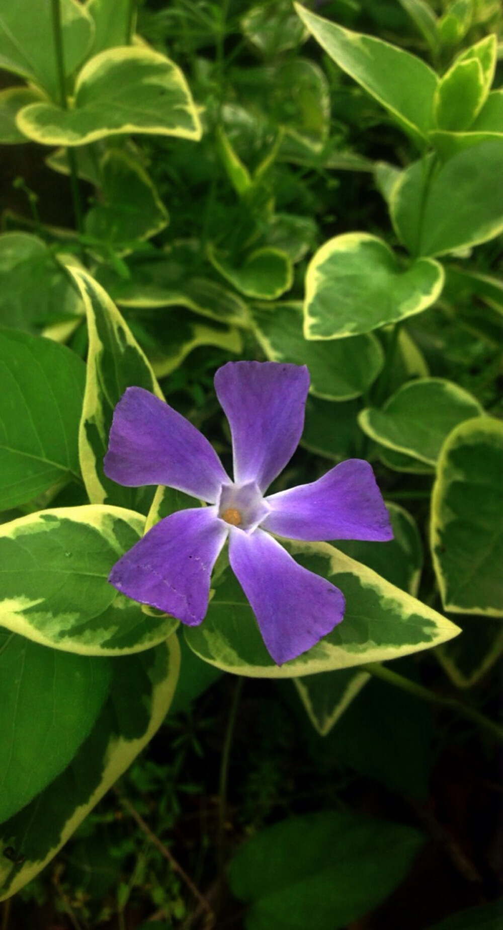 【 花 谱 〜 花 叶 蔓 长 春 花 】 （学名：Vinca major var. variegata）为夹竹桃科蔓长春花属蔓长春花的变种。别称：对叶常春藤，花叶常春藤，爬藤黄杨，花叶长春蔓。 花语：愉快的回忆、青春永驻、坚贞。相传如果男生或者女生看到在平常没有人注意的地方出了长春花的叶子，就会萌发爱情。