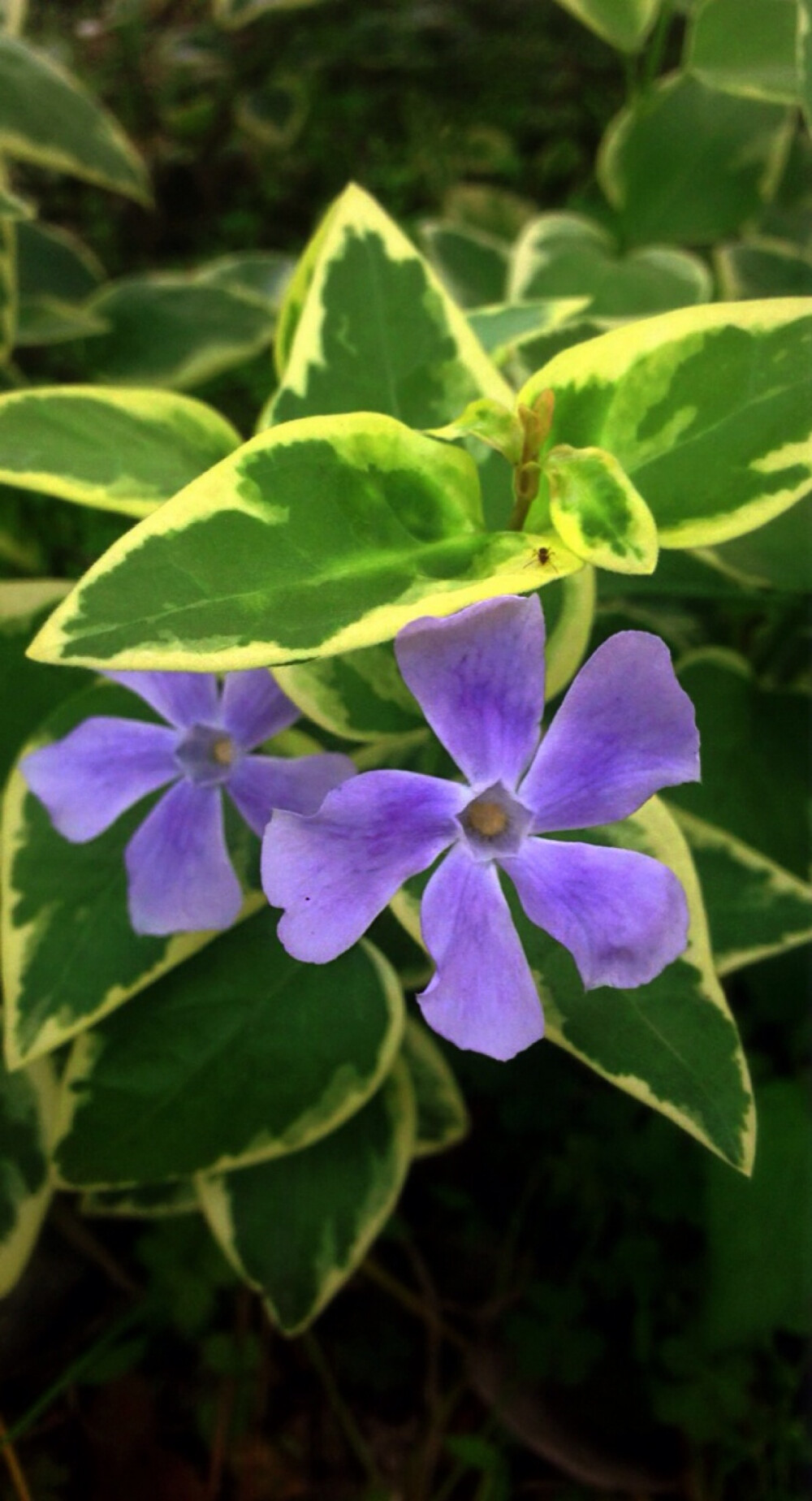 【 花 谱 〜 花 叶 蔓 长 春 花 】 （学名：Vinca major var. variegata）为夹竹桃科蔓长春花属蔓长春花的变种。别称：对叶常春藤，花叶常春藤，爬藤黄杨，花叶长春蔓。 花语：愉快的回忆、青春永驻、坚贞。相传如果男生或者女生看到在平常没有人注意的地方出了长春花的叶子，就会萌发爱情。